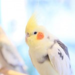 3月は、オカメインコちゃん大集合マルシェを開催！