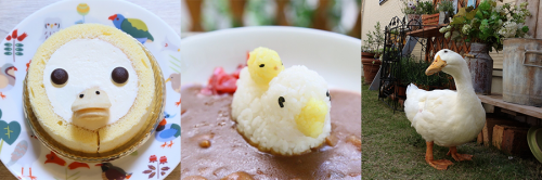 あひるフェア開催!