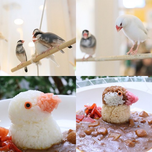 文鳥の日記念♪ことりカフェ秋の文鳥まつり