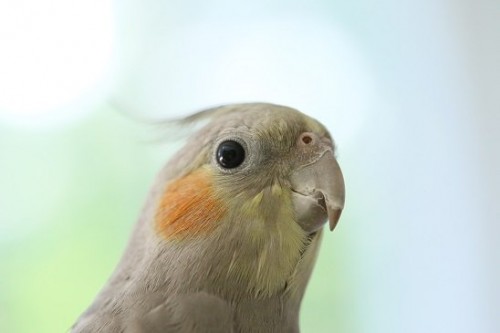 オカメインコマーケット開催!