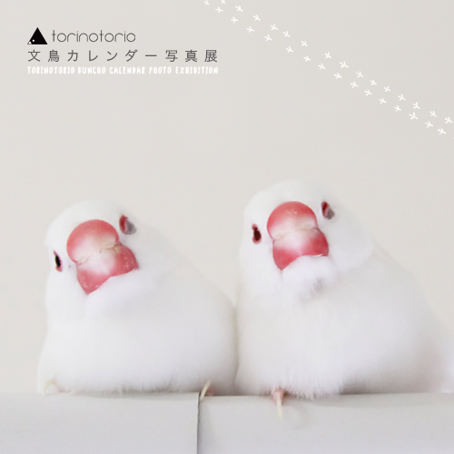torinotorio文鳥カレンダー写真展
