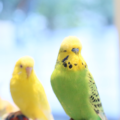 セキセイインコマーケットwithシマエナガ開催!