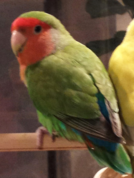コザクラインコ