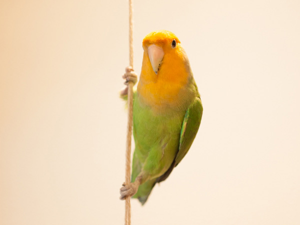 コザクラインコ