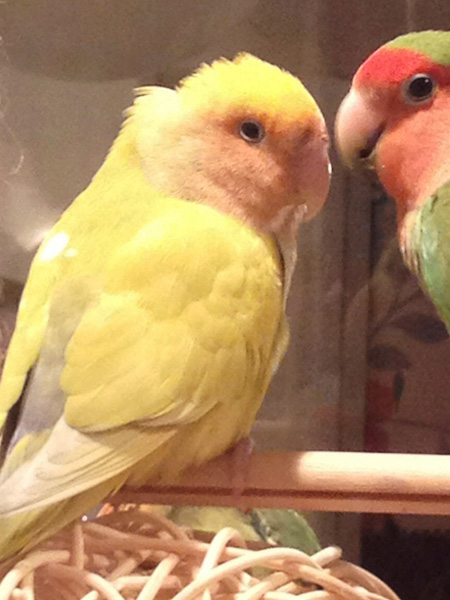 コザクラインコ