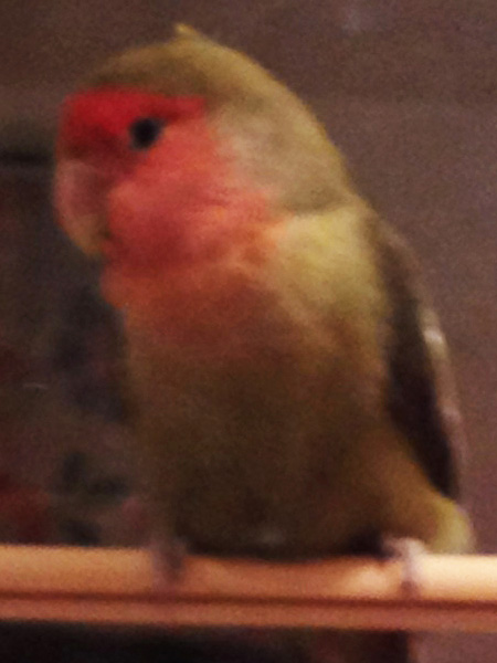 コザクラインコ