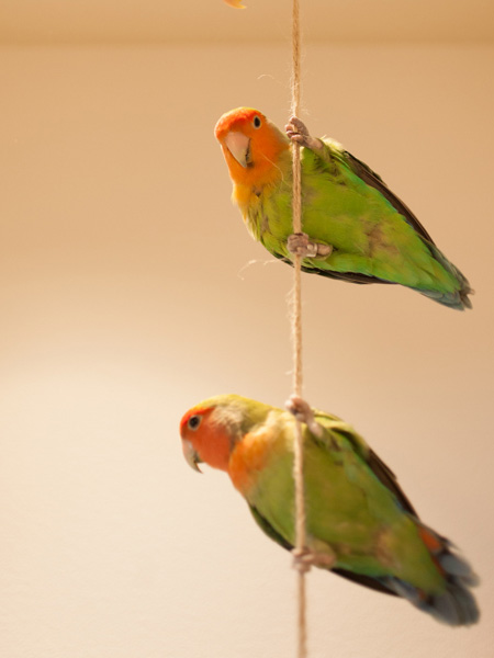 コザクラインコ
