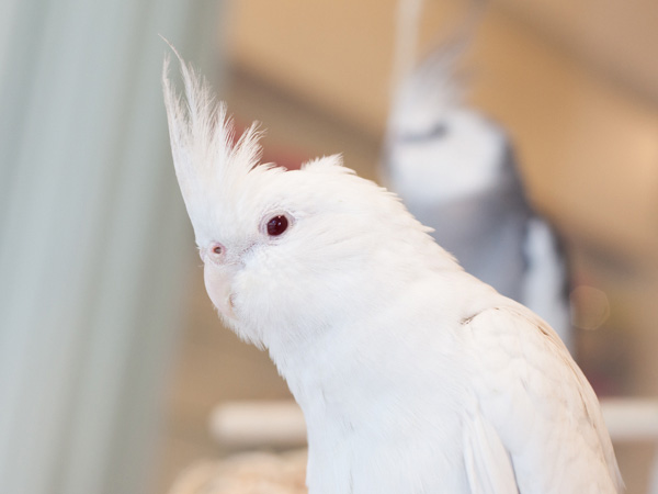 オカメインコ