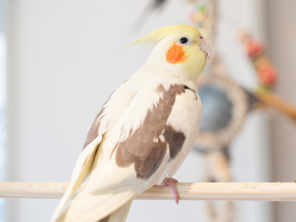 オカメインコ
