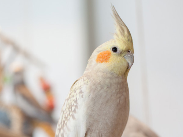 オカメインコ