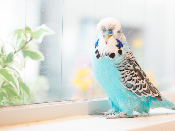 セキセイインコ
